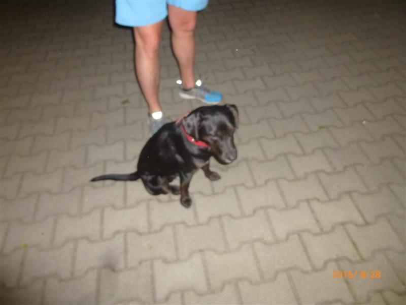 Psy trafiły do schroniska dla zwierząt w Cieszynie