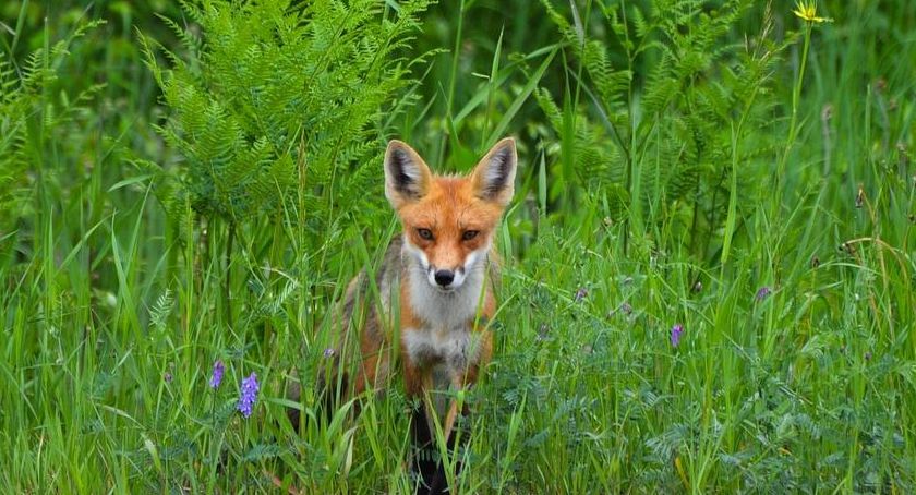W Gminie Kozy lis terroryzuje mieszkańców