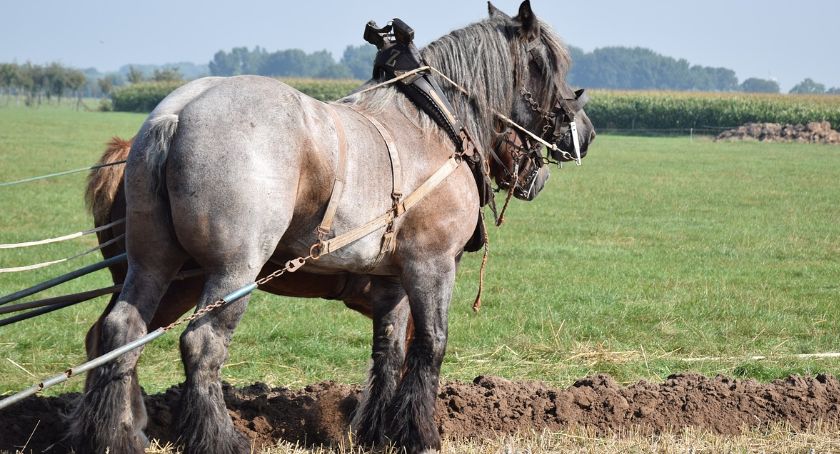 Porzucony i wyczeprany koń odnaleziony w wąwiozie na terenie Cieszyna