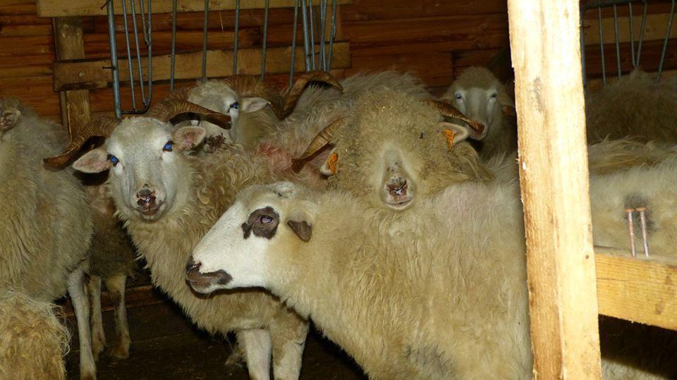 Owczy horror w szczyrkowskiej bacówce - Zapadł wyrok