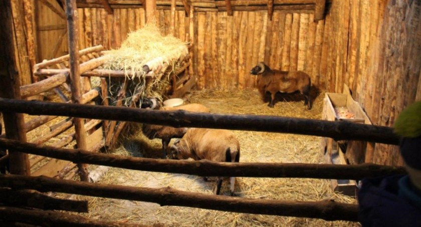 Żywa szopka. Strumieńskie Betlejem zostanie zamknięta na stałe