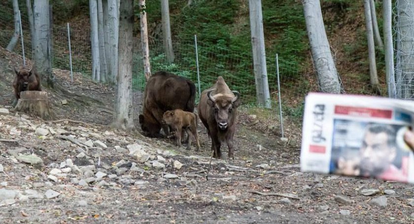 Leśny Park Niespodzianek oskarżony o uśmiercenie żubrów, odpiera zarzuty