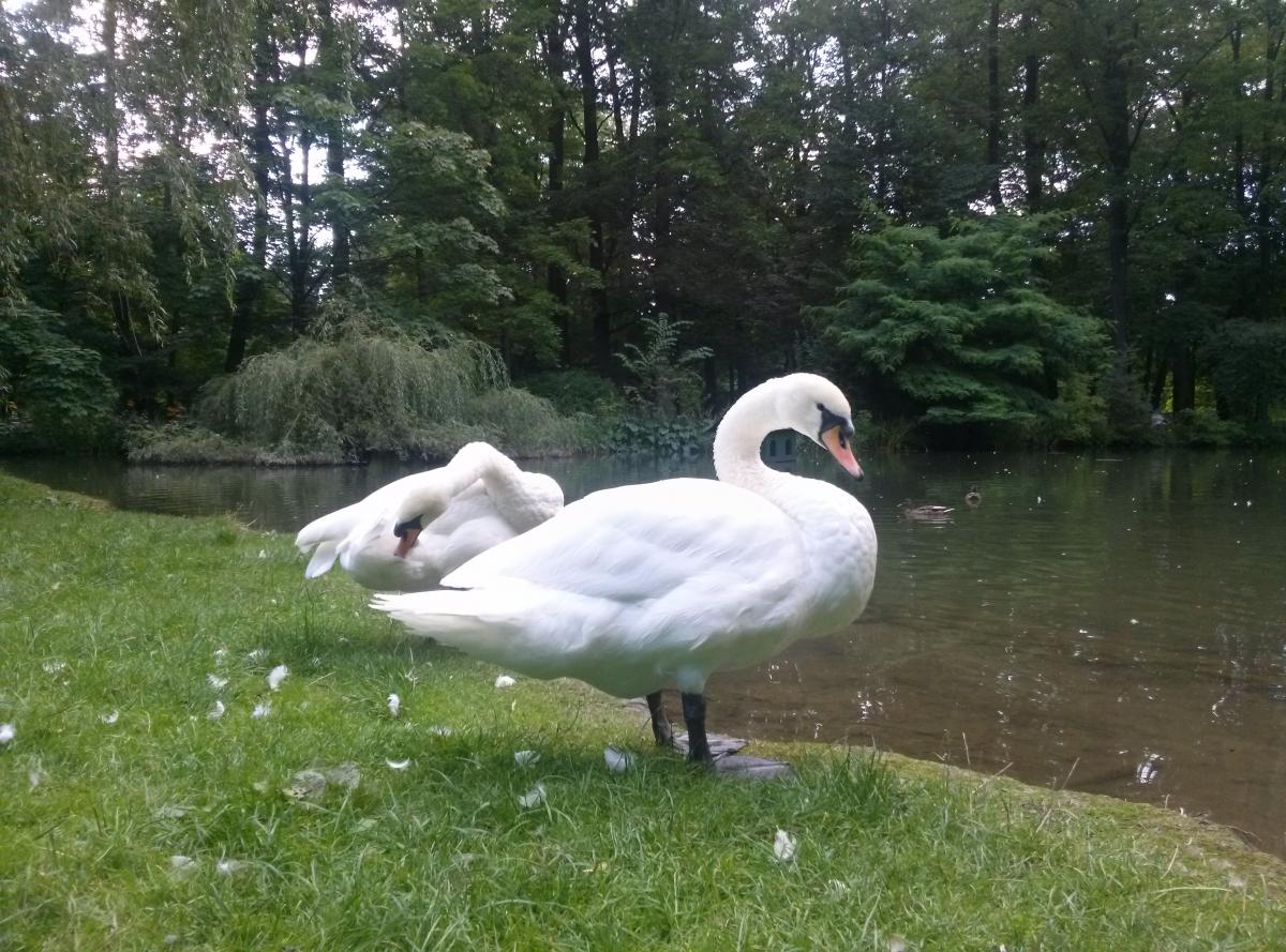 Atrakcje Żywca: Park Habsburgów i Mini Zoo