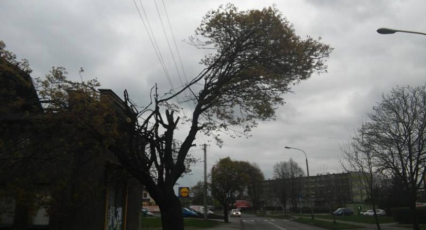 Kontrowersyjna przycinka drzew w Skoczowie