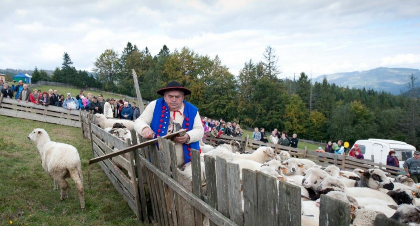 Spęd owiec na Hali Boraczej