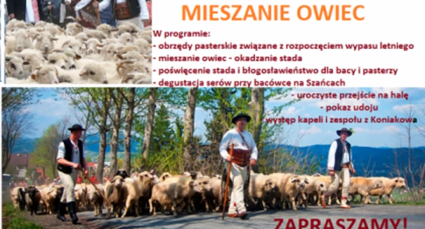 Mieszanie owiec i majówka w Istebnej