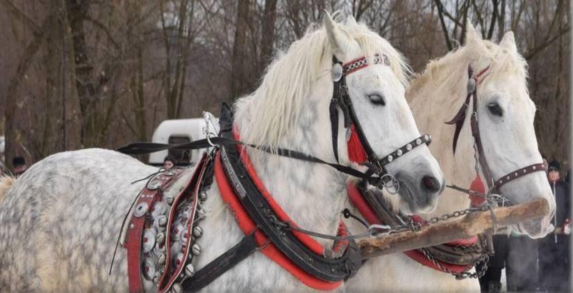 Zawody Furmanów Węgierska Górka 2020 - 26.01