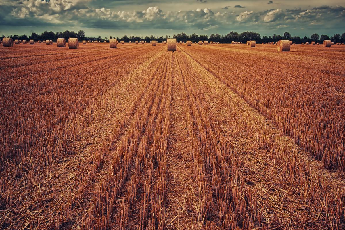 Dożynki parafialne w Żabnicy 18.08