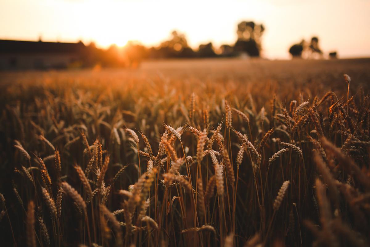 Dożynki gminne w Mazańcowicach 2019