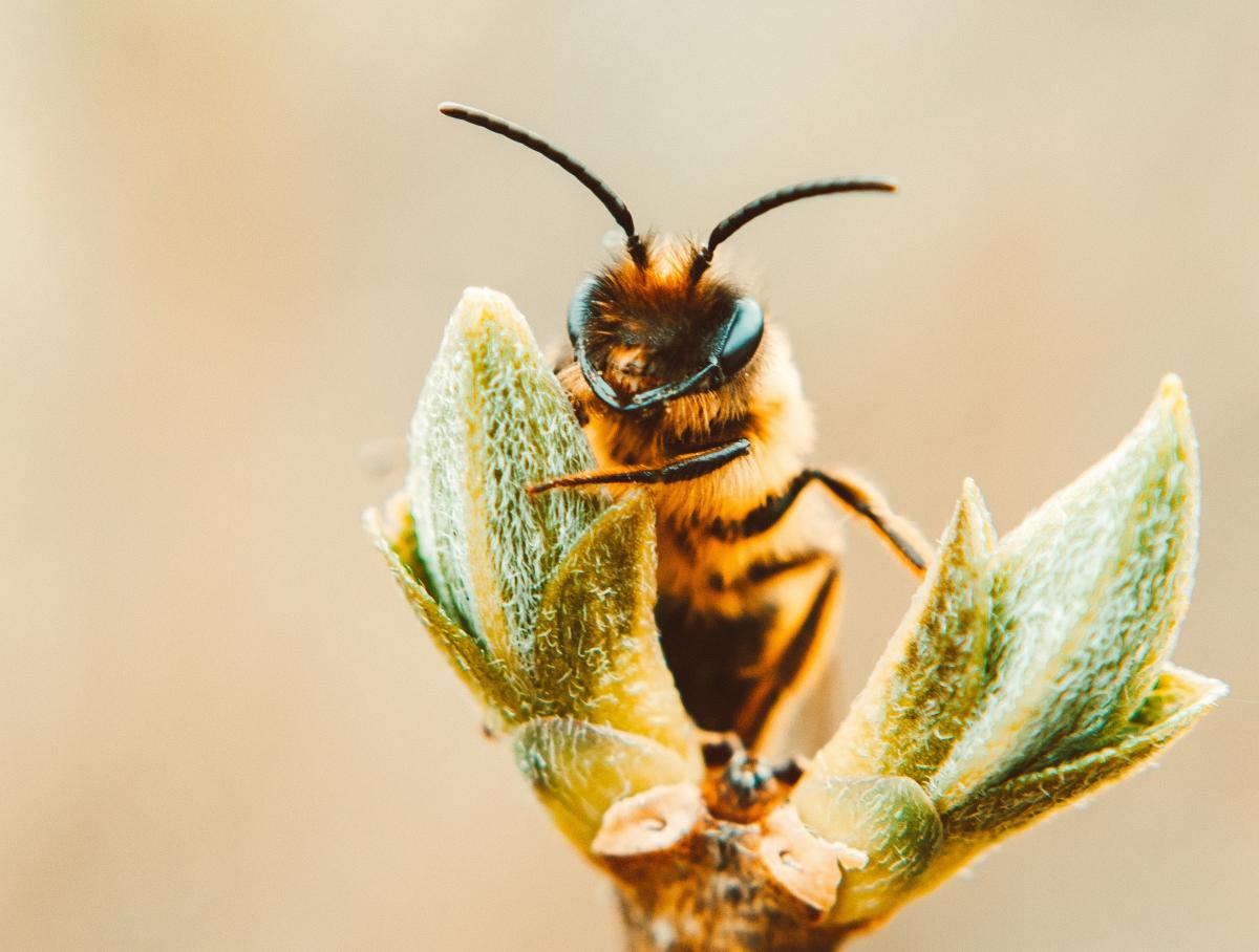 Wielki Dzień Pszczół - gra terenowa z nagrodami w Wiśle 