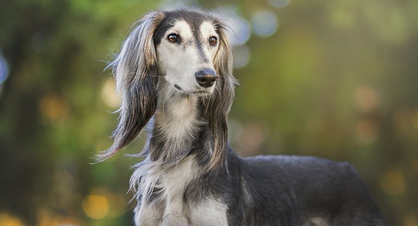 Międzynarodowa Wystawa Psów Rasowych CACIB w Wiśle 