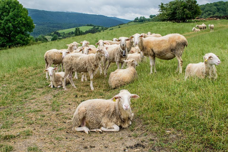 Święto Baraniny oraz Mistrzostwa w Podawaniu Baraniny 11.08