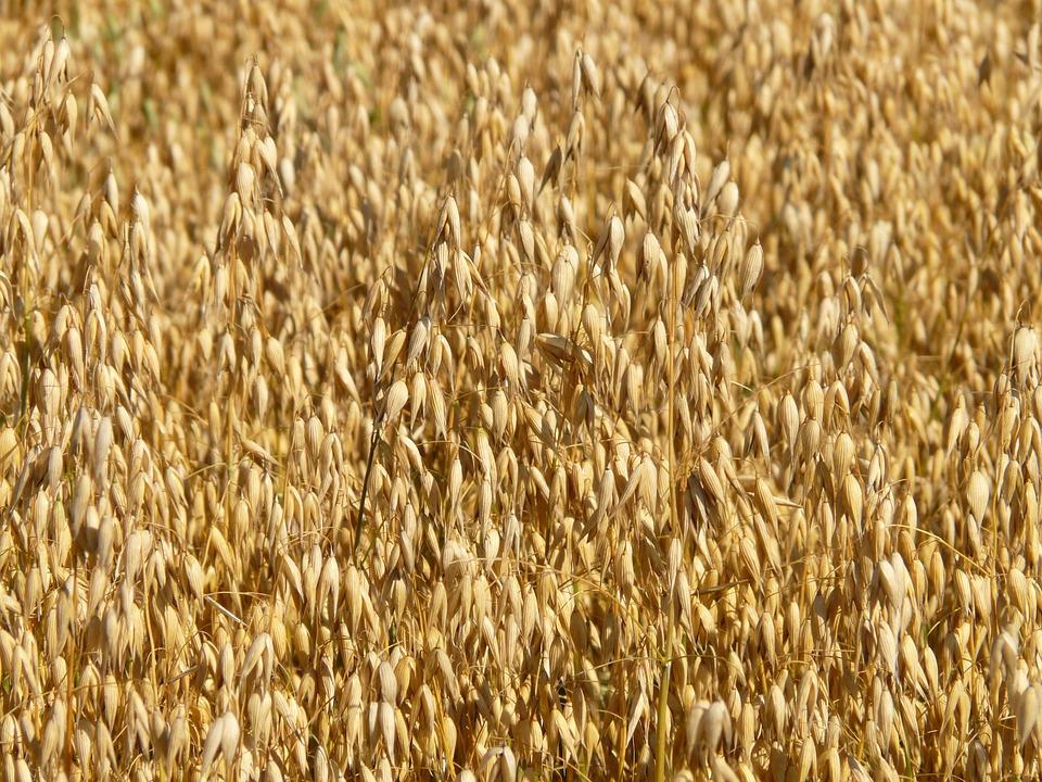 Turniej żniwowania metodami tradycyjnymi - 05.08