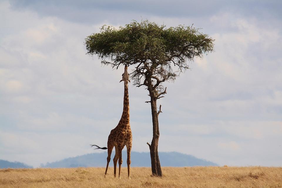 Spotkania Podróżników: Kenia, Tanzania - z Ukrainy na Kilimandżaro - 19.06