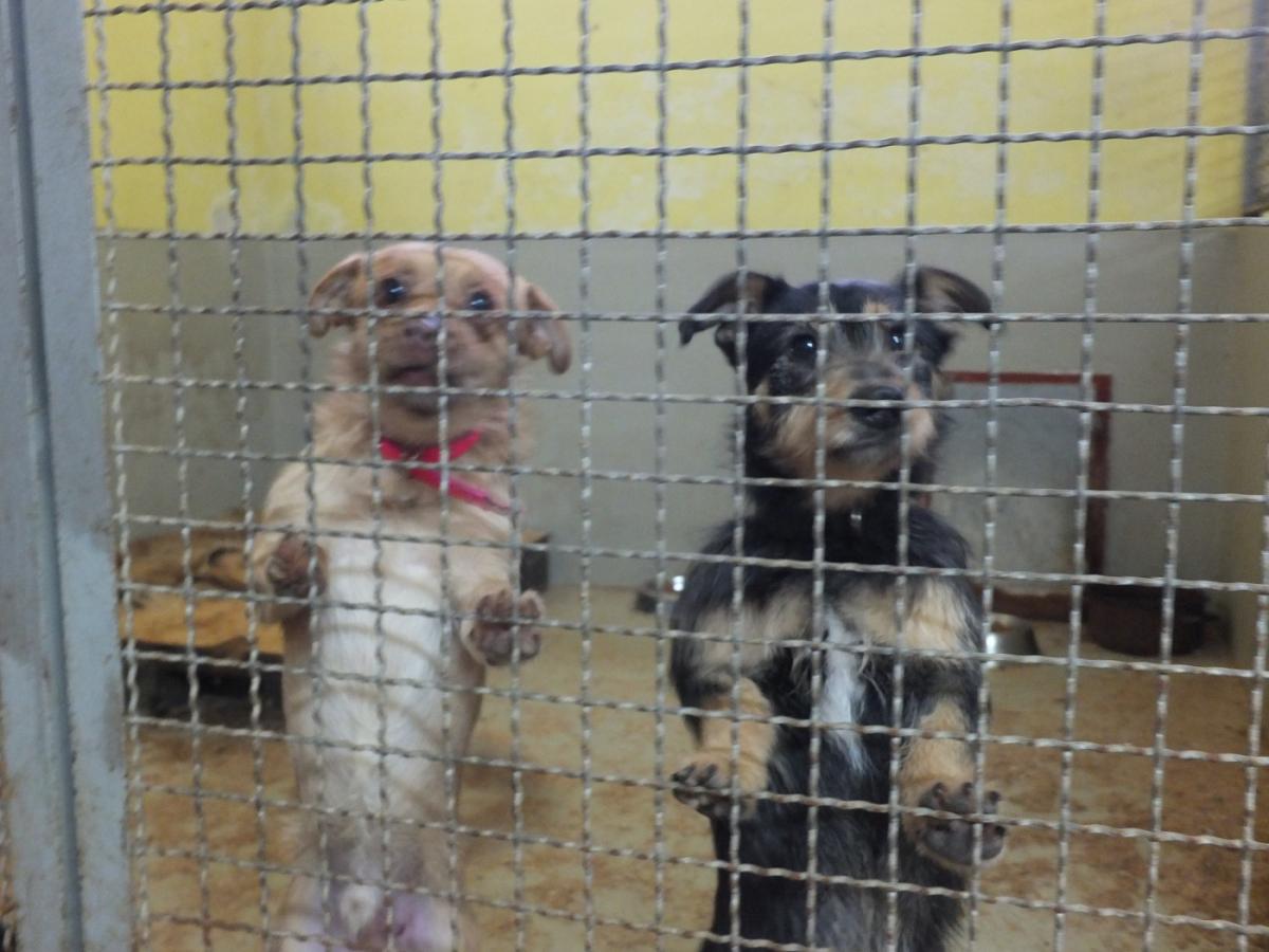 Akcja adopcyjna na żywieckim Rynku - 09.04