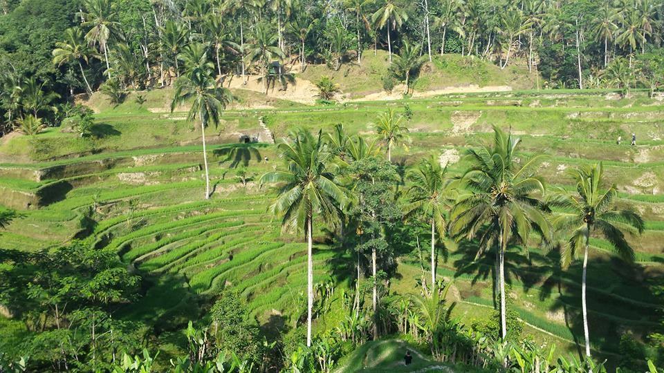 Podróże przy kawie: Indonezja i Malezja - 07.07