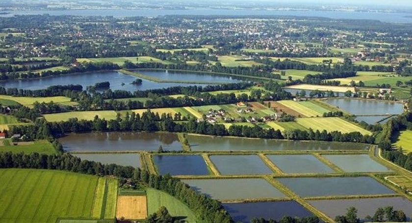 Święto Karpia Polskiego 2015 - Kaniów 22.08