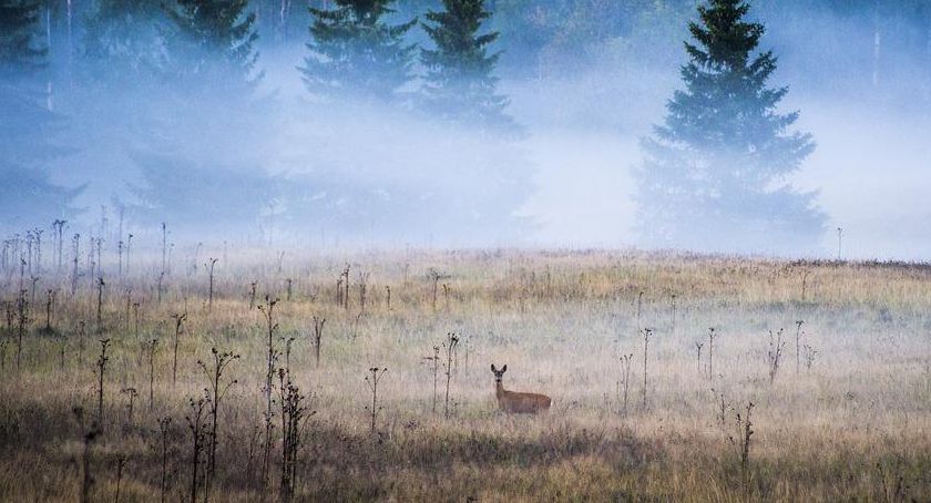 Pogoda w Beskidach: Chwila ze śniegiem i powrót dziwnej zimy
