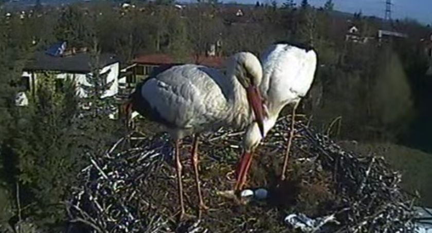 Ustrońskie bociany spodziewają się potomstwa FILM i FOTO