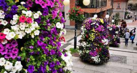 Bielsko-Biała najpiękniej ukwieconym miastem! Wygrana w plebiscycie Terra Flower Power 2020