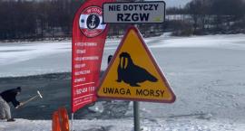 Uwaga Morsy - wyznaczono kolejne miejsce do morsowania