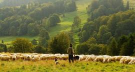 Odpust pasterski w Wilkowicach | Występy kapel góralskich i kiermasz produktów regionalnych