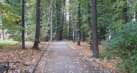Cały park do wycinki? Tego chcą autorzy petycji, którym przeszkadza śpiew ptaków