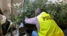 Zlikwidowano plantację konopi indyjskich w Bielsku-B&hellip;