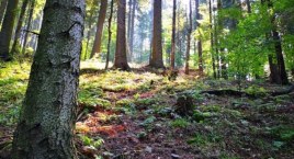 Rezerwaty przyrody w Beskidach | Gdzie są i jak się &hellip;