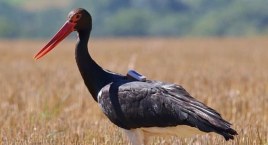 Uratowany w Bielsku-Białej bocian czarny pokonał 5 t&hellip;