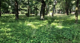 Wyrwij (inwazyjnego) chwasta - ciekawe wydarzenie ekologiczne w Czechowicach-Dziedzicach