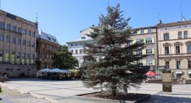 Świerk z placu Chrobrego zostanie wycięty | Czy pojawi się tam inne drzewo?