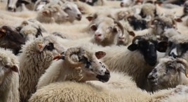 Dzień Pasterski w Szczyrku i przywitanie największego zbyrcoka w Polsce