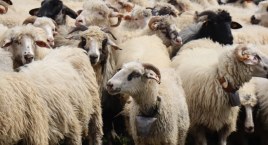Łossod, czyli jesienny spęd owiec z hal w Węgierskiej Górce