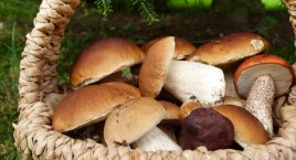 Planuj weekend w Beskidach: slowfestiwal muzyczny Yass, Jaworzański Wrzesień, dożynki