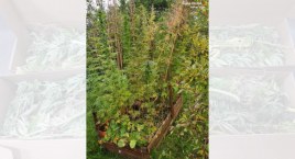 Przydomowa plantacja marihuany w powiecie bielskim zlikwidowana
