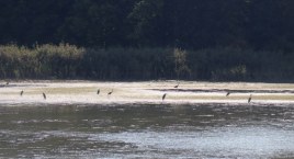 Rolnicy używający armatek hukowych plagą w okolicy Czechowic-Dziedzic
