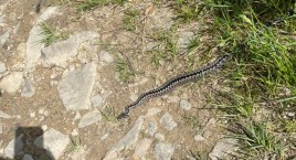 Kolejna ofiara żmii w Beskidach | Mężczyzna doznał w&hellip;