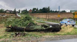 Wycięli drzewo pod drogę S1, a nie powinni | W pniu &hellip;