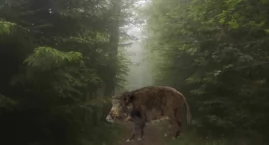 Dziki zostaną przepędzone do lasu