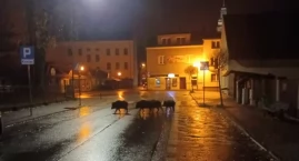 Problem z dzikami w Żywcu