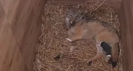 Kolejny wilk odzyskał zdrowie w bielskim Mysikróliku