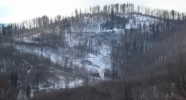 Kiedyś miał tutaj być rezerwat, teraz prowadzona jest wycinka. Przyrodnicy chcą zaprzestania wycinki na górze Kołowrót