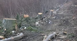 Trwa zbiórka podpisów pod petycją o wstrzymanie wycinki lasów wokół Bielska-Białej
