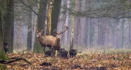 Sarny pod ochroną, dziki do odstrzału? Problem ze zwierzętami na ulicach Bielska-Białej