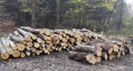 Bielscy radni apelują o wstrzymanie wycinki drzew w lasach na terenie Bielska-Białej 