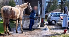 Zagłodzone konie zostały odebrane właścicielowi | 66-latkowi grozi więzienie i spora grzywna