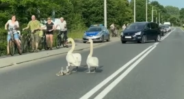 [FILM] Łabędzie zablokowały ruch na drodze