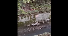 [FILM] Małe dziki utknęły w korycie rzeki. Akcja ratunkowa Mysikrólika i strażaków