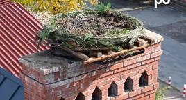 RDOŚ odnowiła gniazda bociana białego. Prace objęły m.in. Buczkowice, Ustroń i Cieszyn